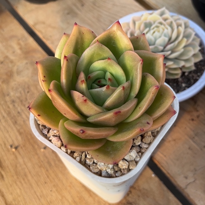 狮子王 单头 夏鸣园艺