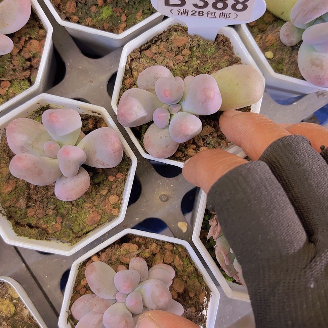 B388Mike奶一物一拍