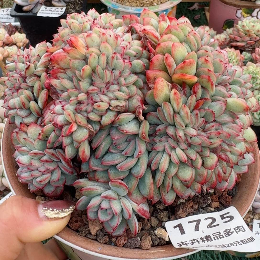 1725一物一拍（满28包邮）