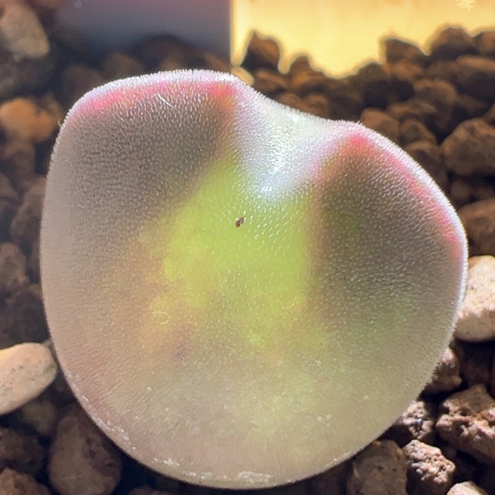 w879。优选青蛙3年粉耳最后一颗球体大眼睛 限时漏！88折后价