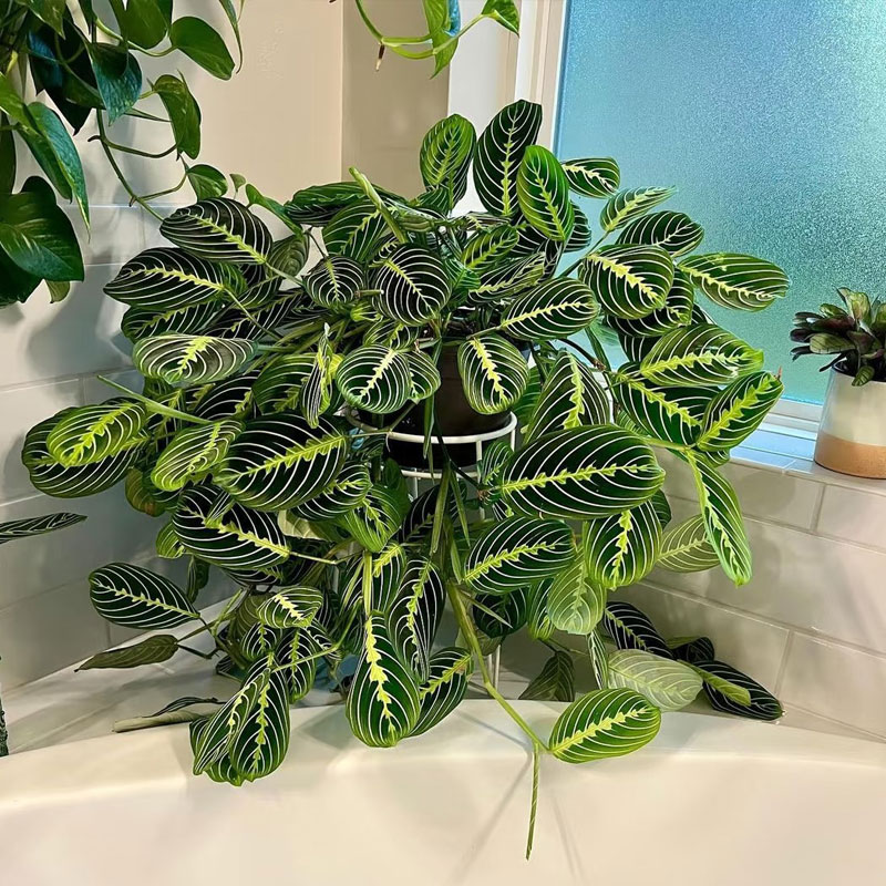 叶蝉竹芋红脉白脉盆栽耐阴绿植好养垂吊长藤室内桌面网红观叶植物