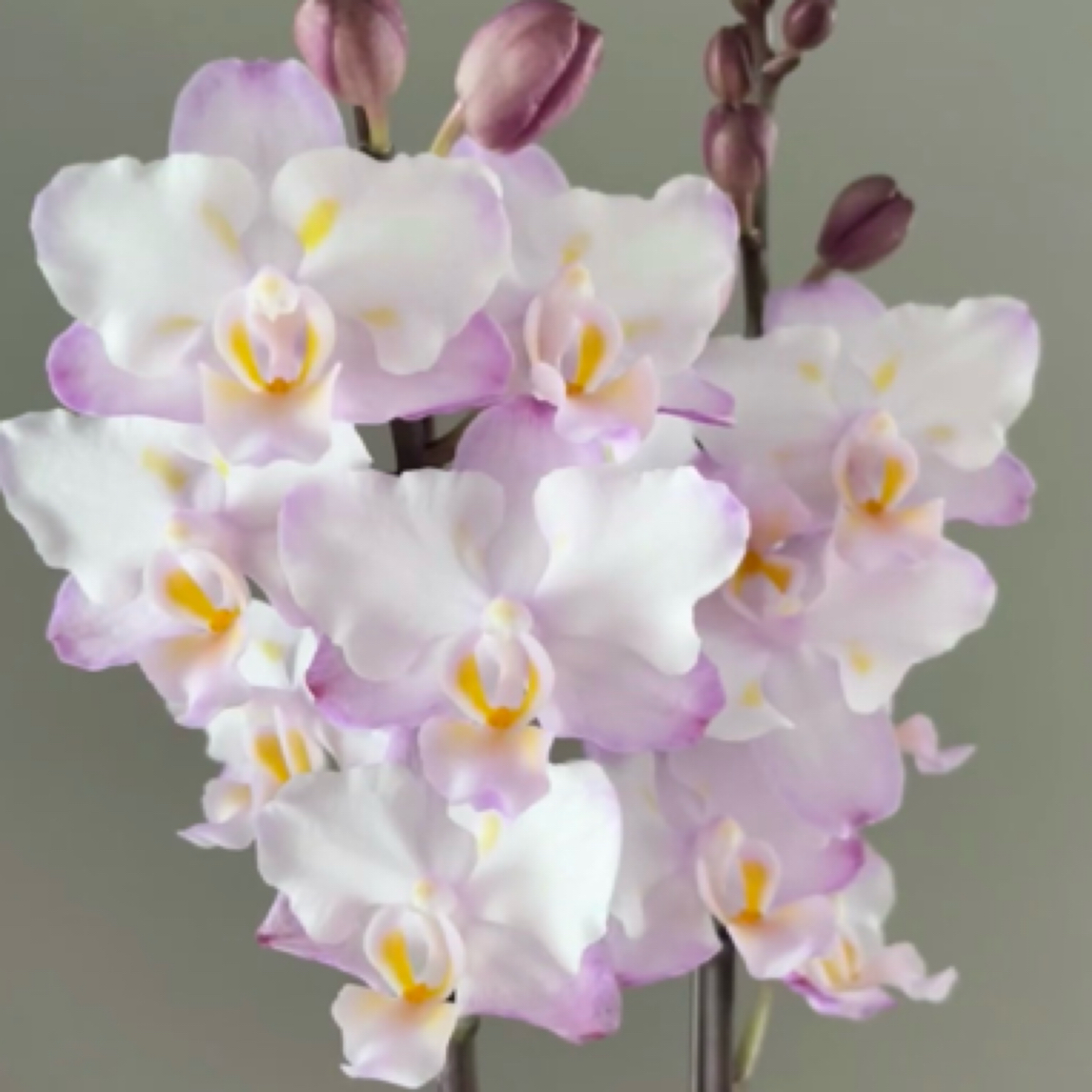 3寸  刘氏樱花 （苗）小瑕疵