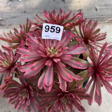 959凌波仙子25厘米左右