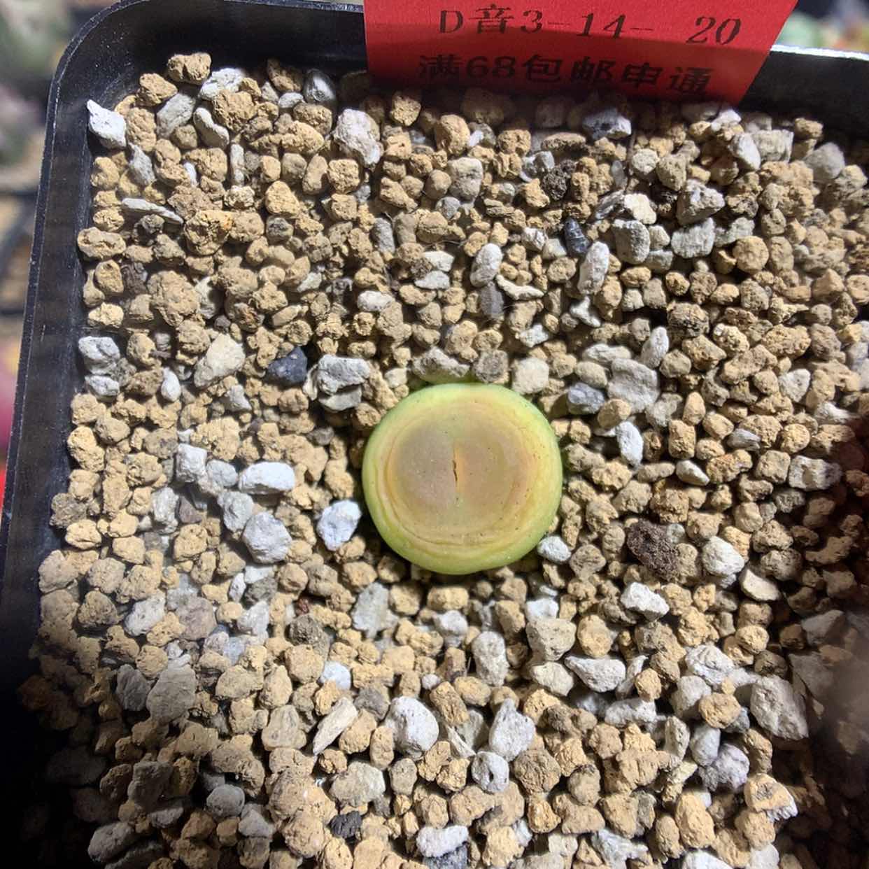 【闪购商品】3-14-20 拉登一颗 50