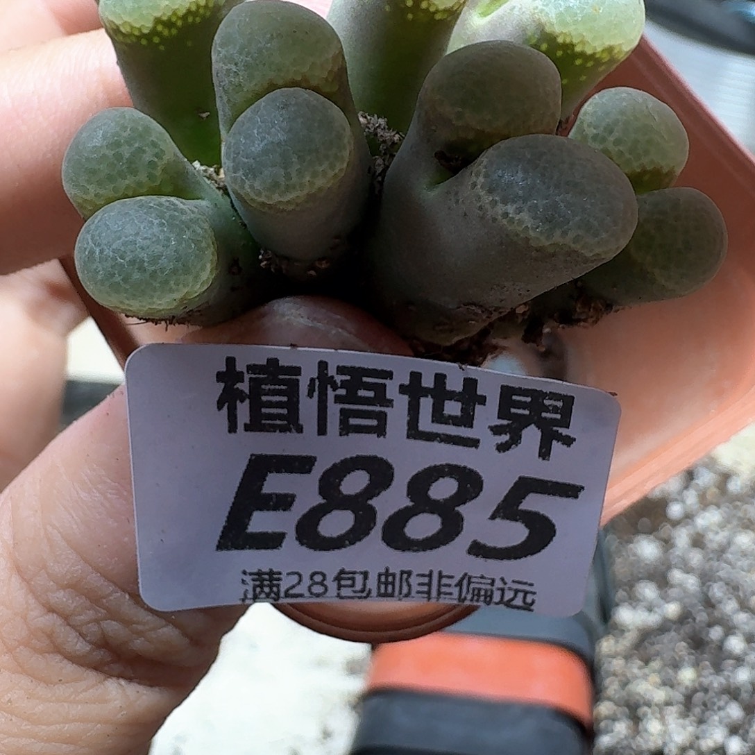 多肉植物多肉植物