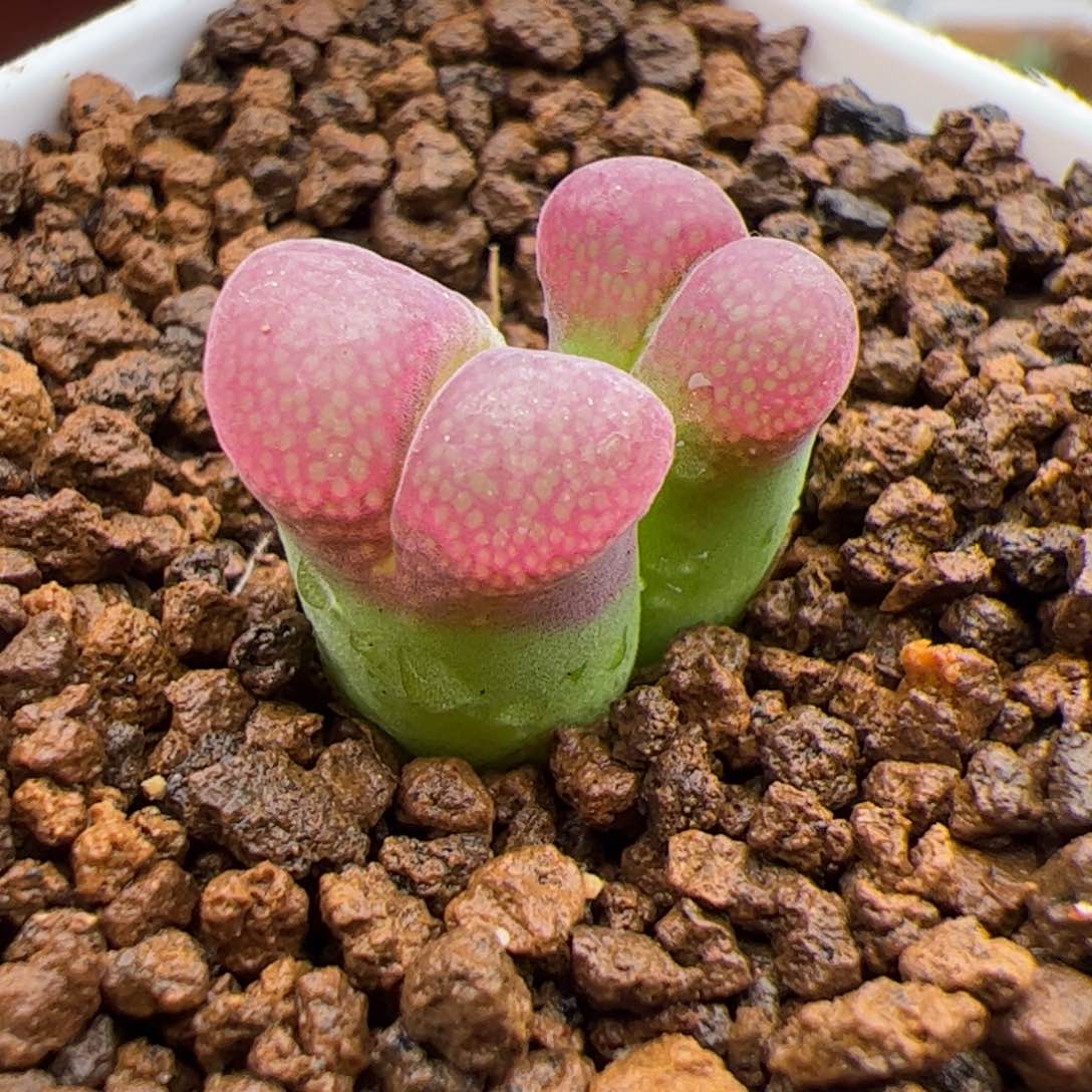 5.26风铃多肉植物56