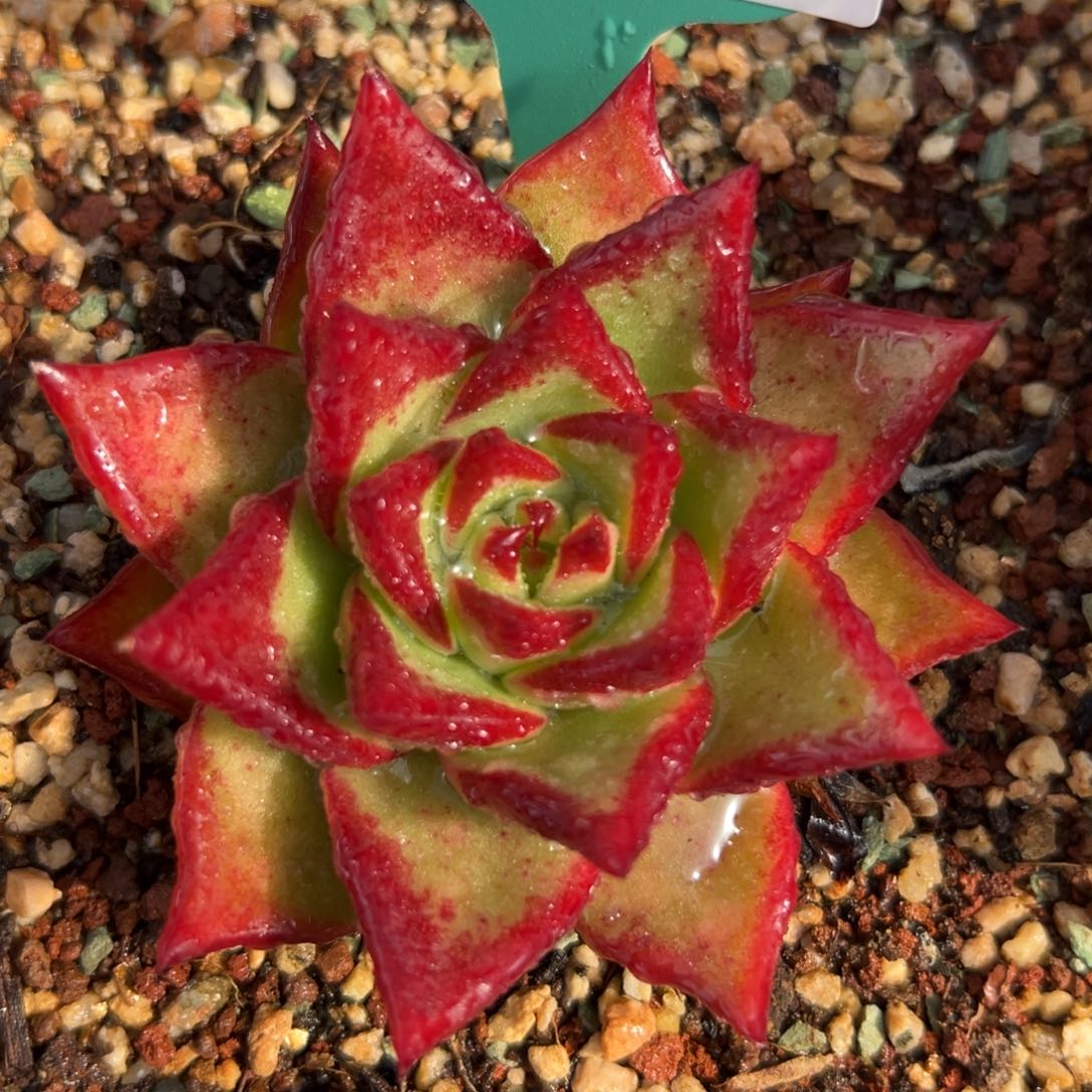 从前慢花园多肉编号1209-84