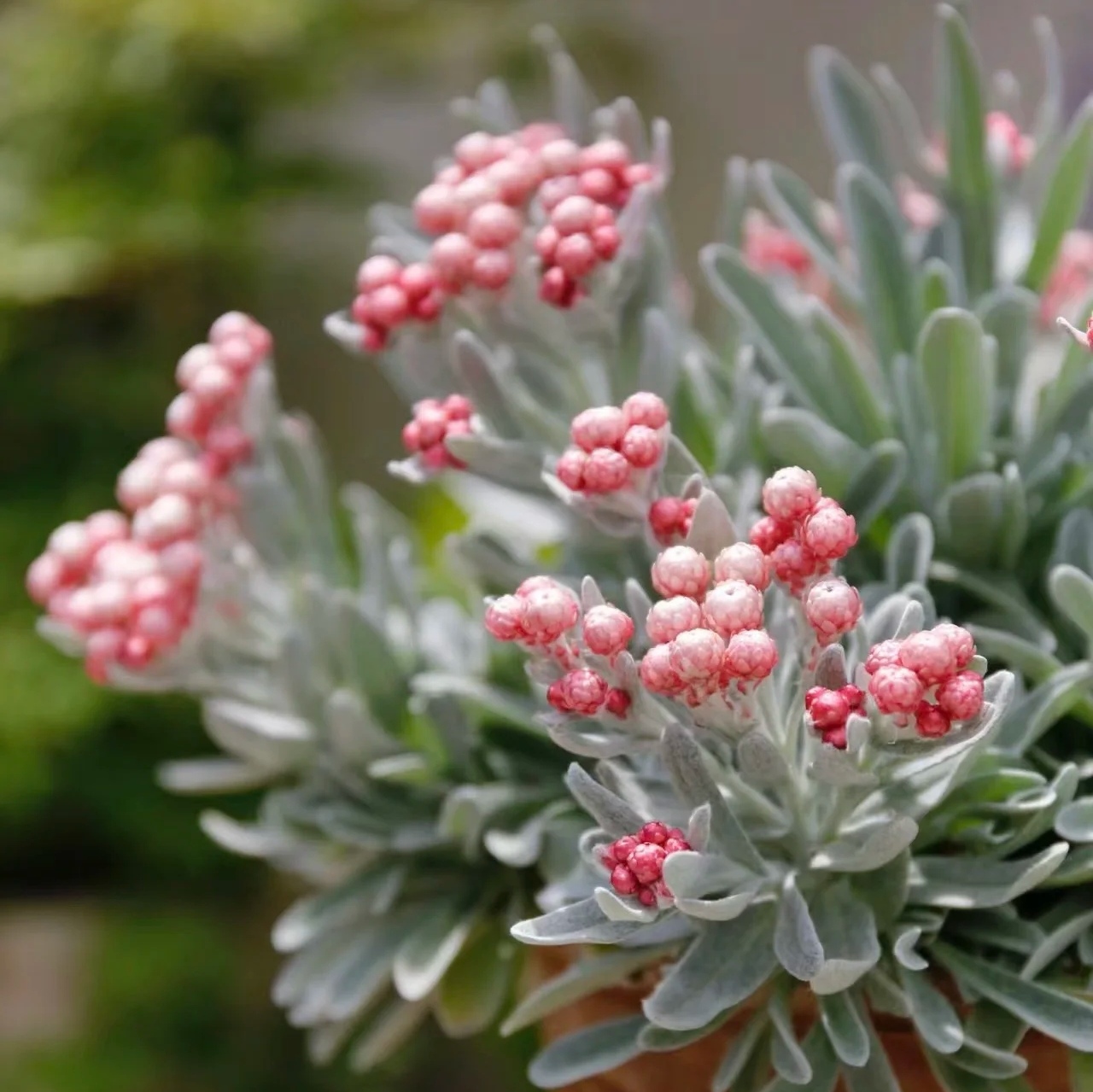 银叶蜡菊红宝石簇 橙宝石簇 干花切花素材 多年生阳台盆栽