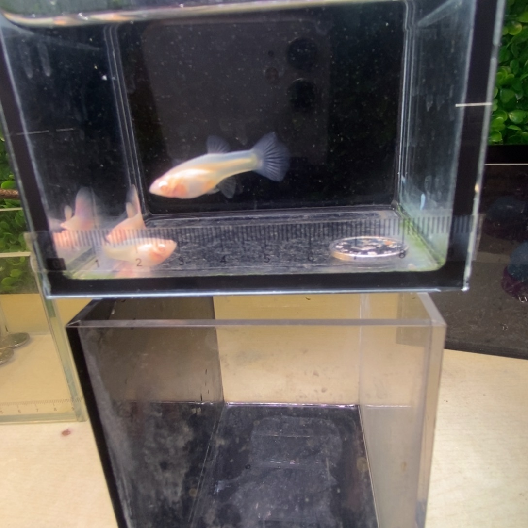 孔雀鱼金粉三条鱼