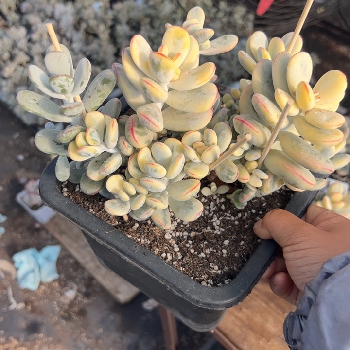 无花朵104号福娘锦阴阳