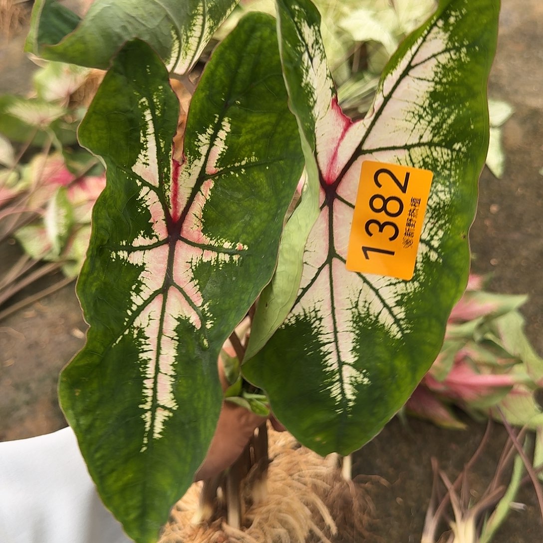 完全开放1382苹果花裸球不售后（瑕疵球）