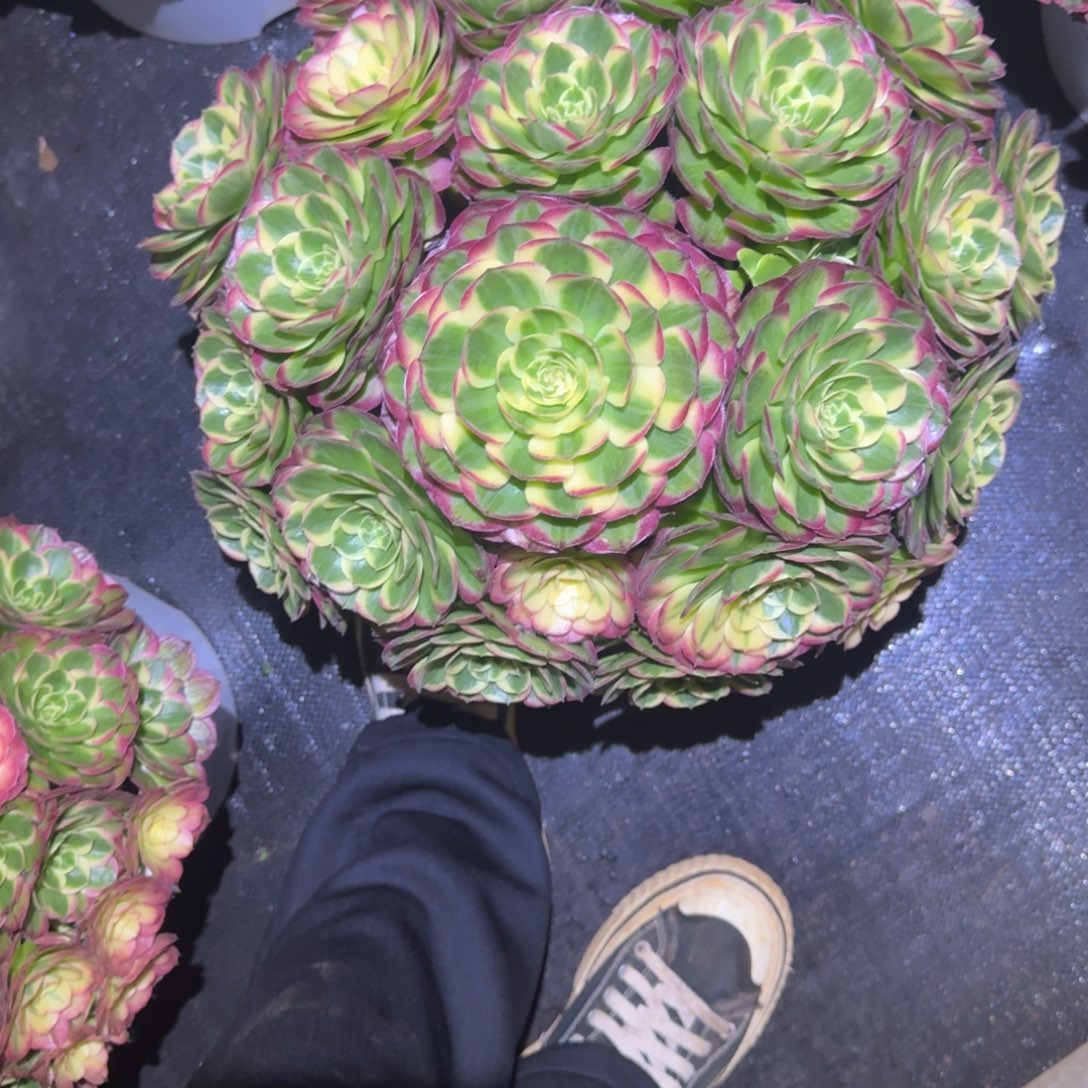 ***hhhhhhhhhgggggg荔枝