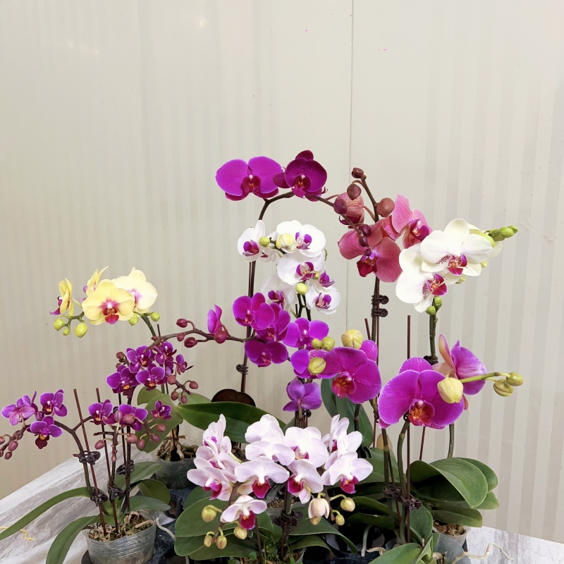 【一物一拍007】精品蝴蝶兰室内绿植，直播专用（仅此一盆）