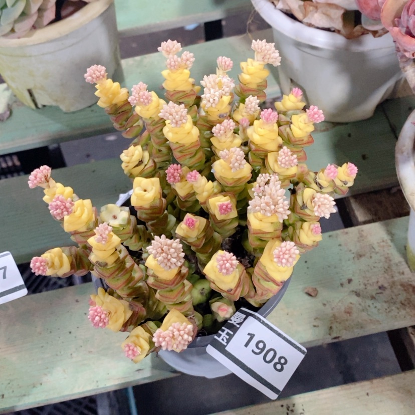 【闪购商品】多肉钱串1908