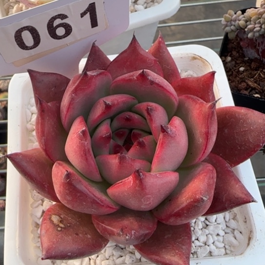 61阿姆斯壮一物一拍多肉