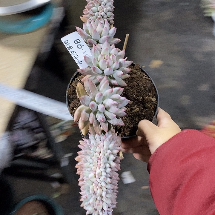 有****小七夕多肉所罗门缀98