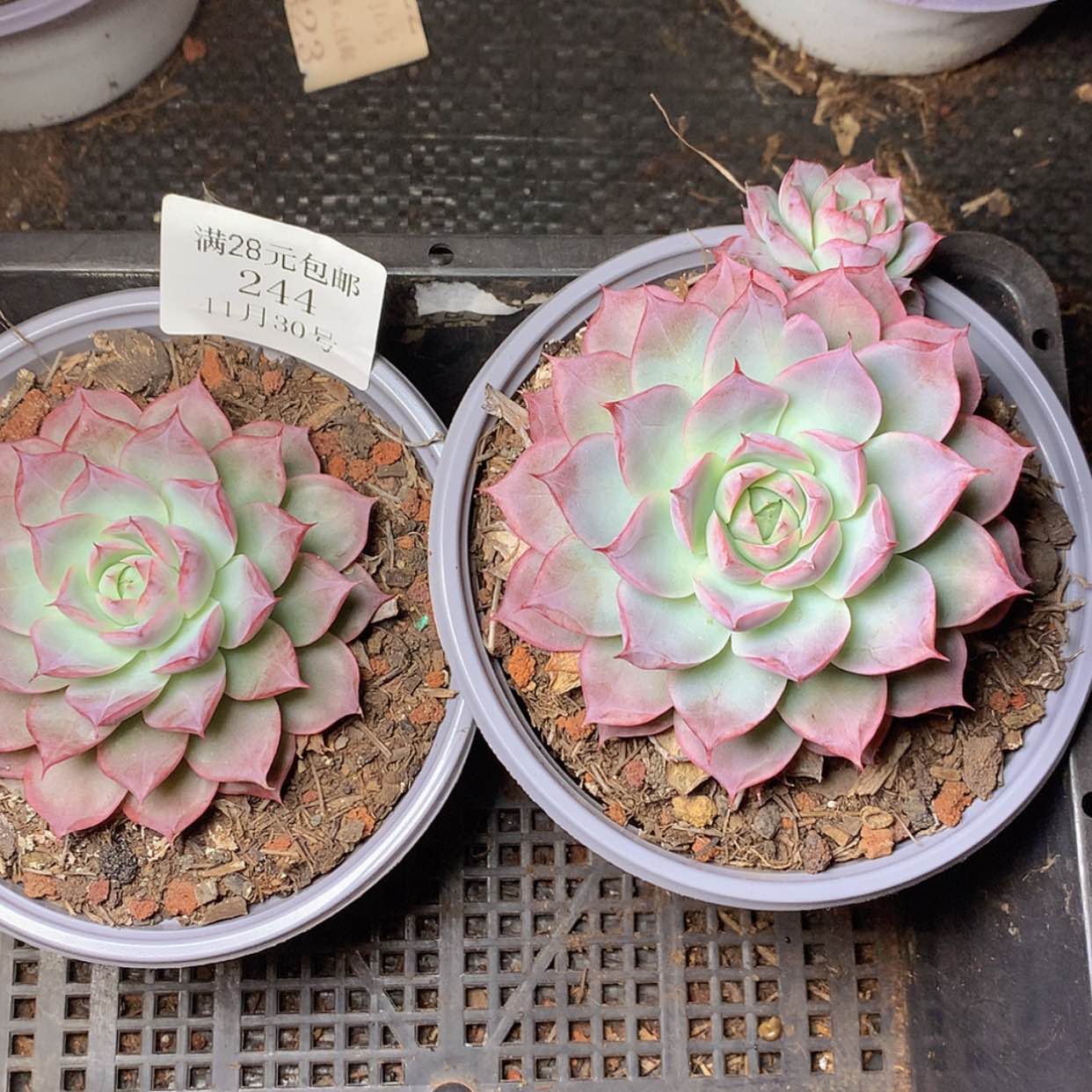 【闪购商品】得**?云244号