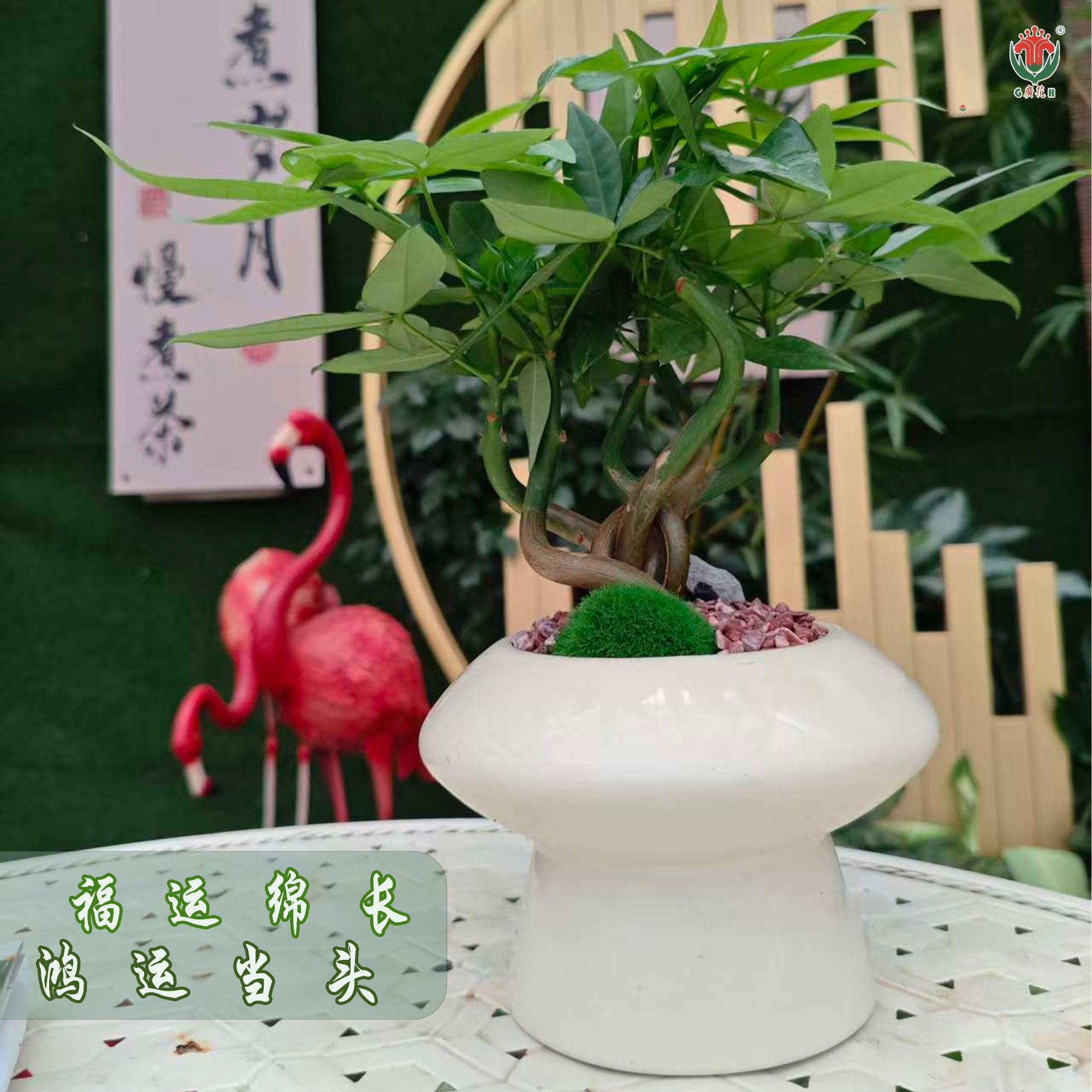 发财树盆栽室内好养四季常青客厅办公室绿植花卉盆景
