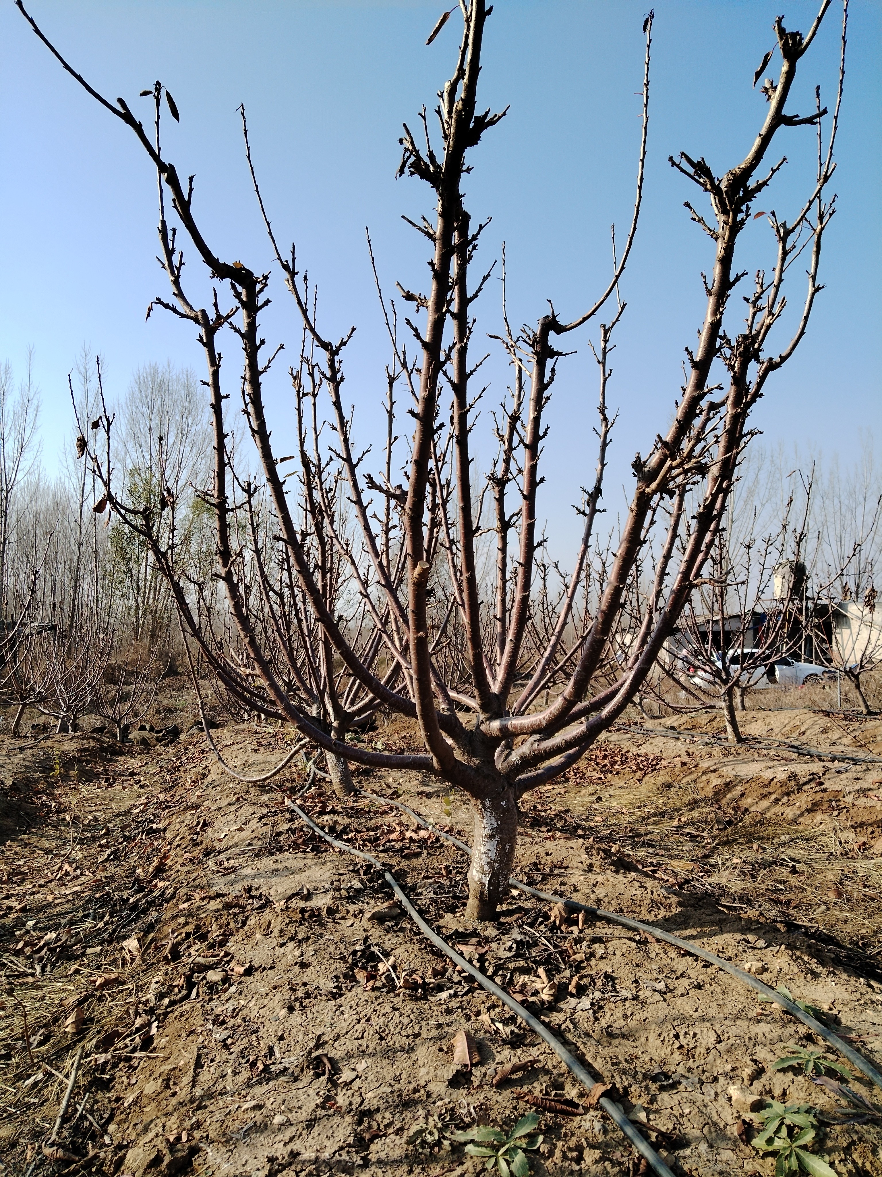 一物一拍庭院地栽盆栽种植正宗嫁接苗果树