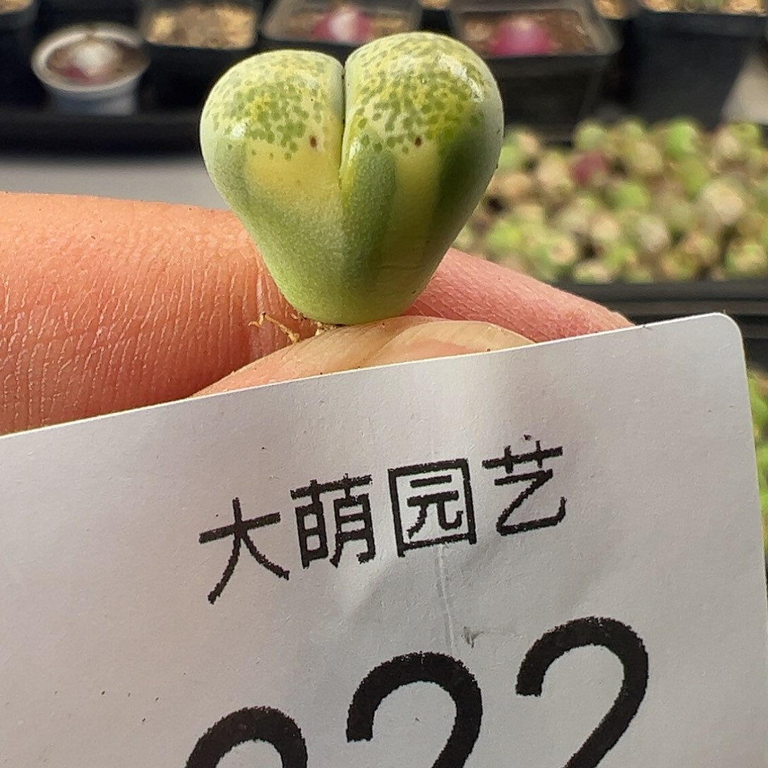 一物一拍。       322