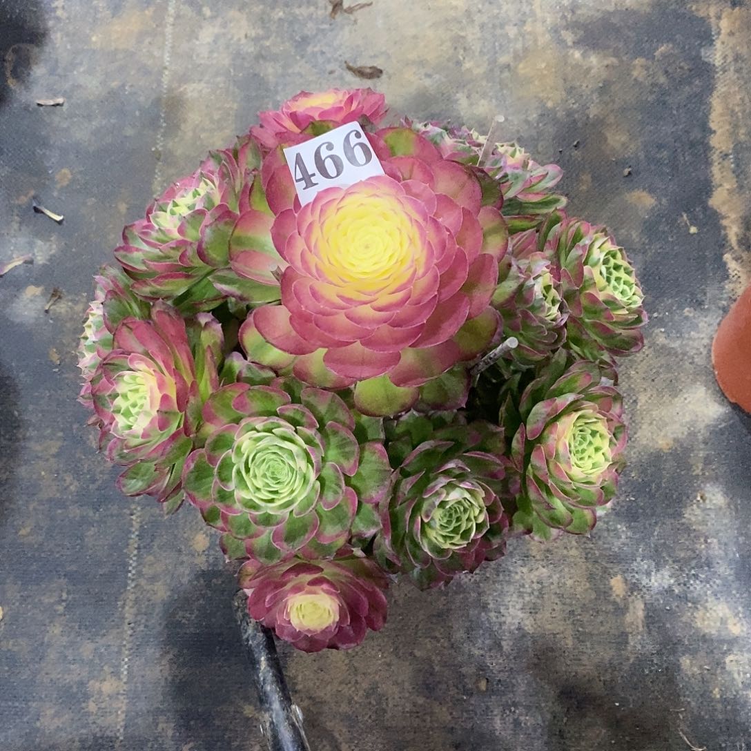 海王466多肉法师植物