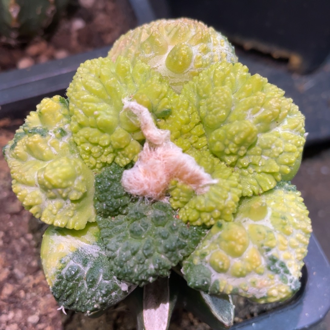 全部花朵宽犹炸犹 菜花牡丹锦