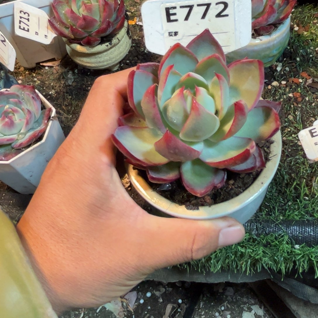 惊鸿一瞥772号多肉