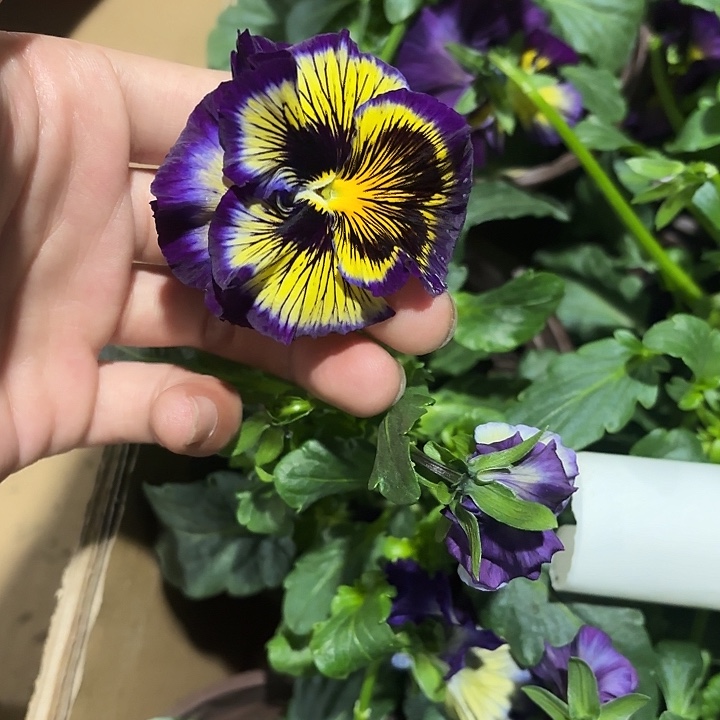 全部花苞大花角堇一盆