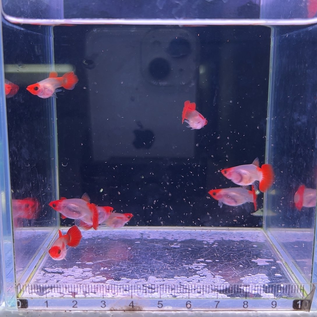 孔雀鱼红头玻璃猫4对
