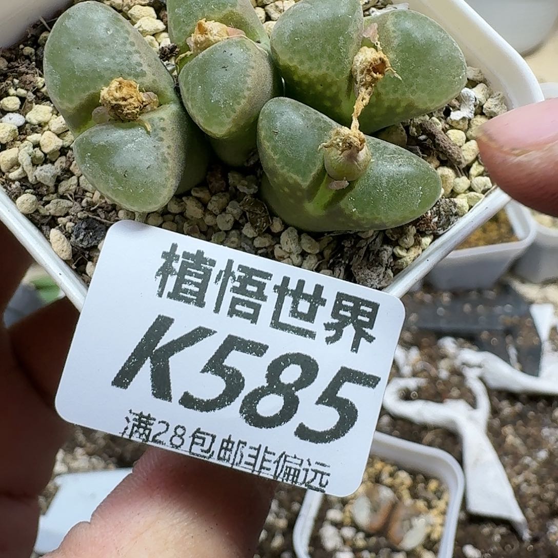 多肉W的动作的动作fb