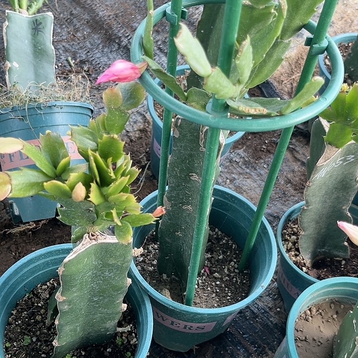 011➕026两颗脱土发货