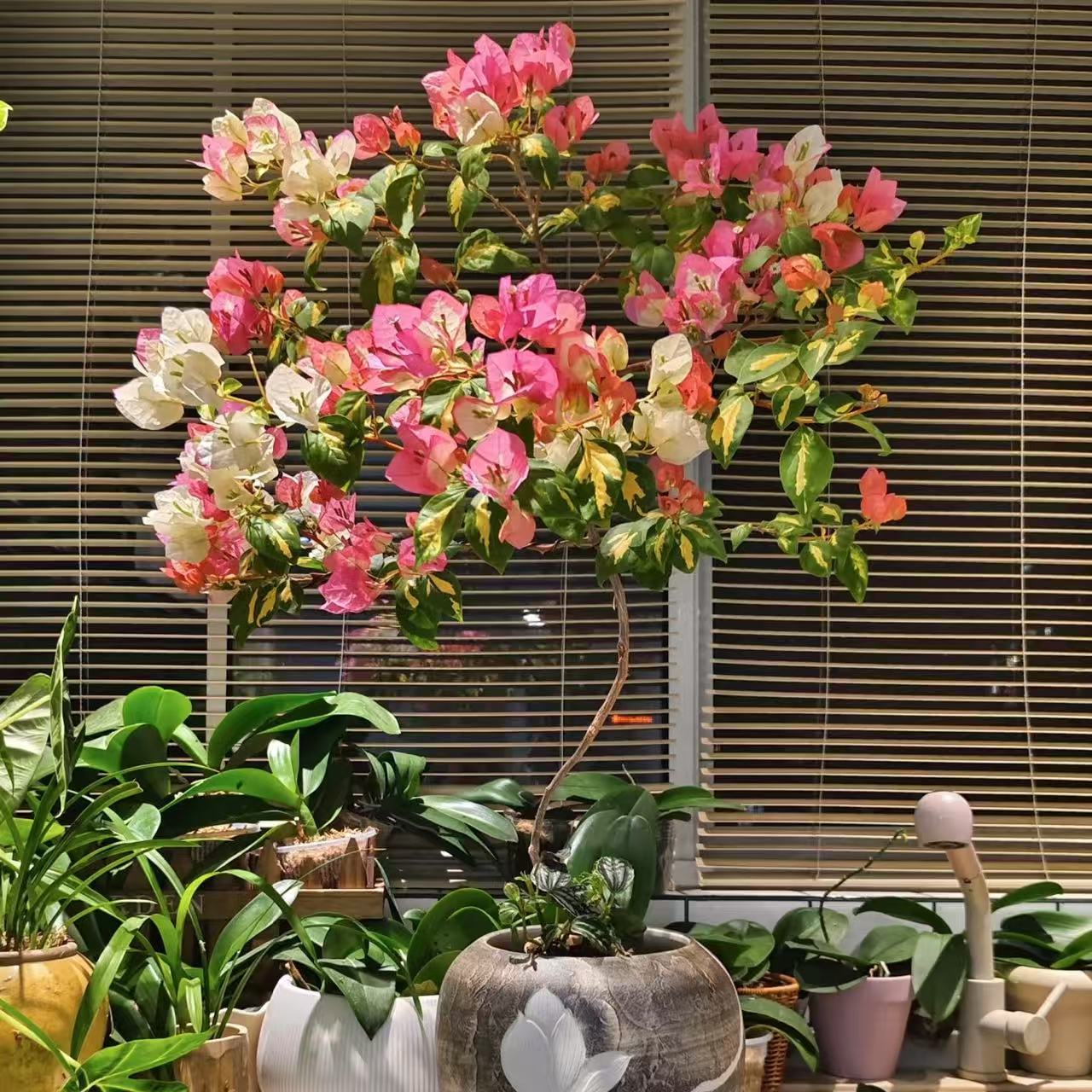 三角梅【一物一拍】室外爬藤花卉观赏性花卉简单好养