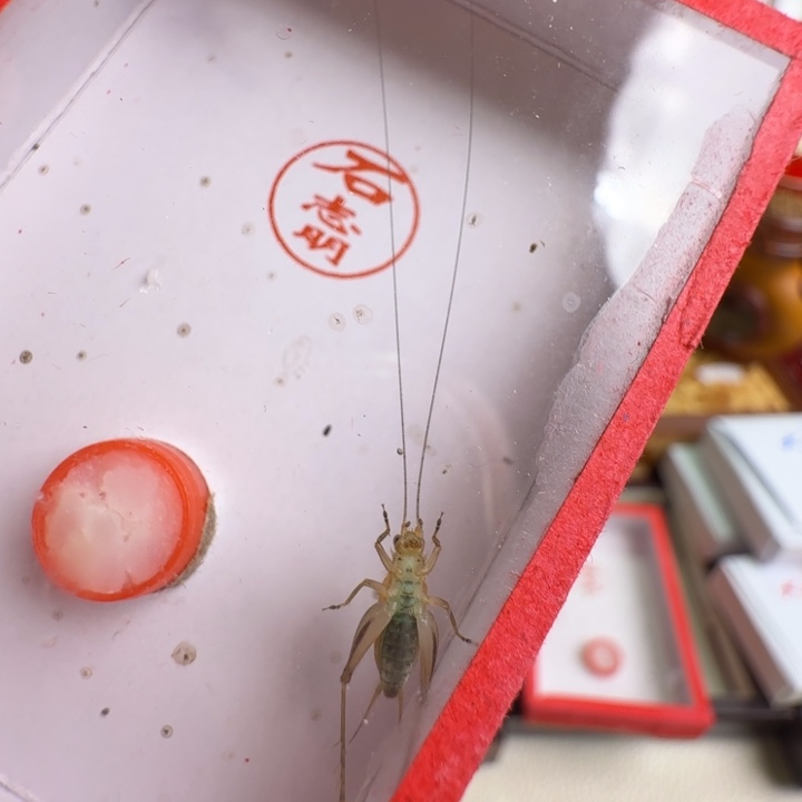 漂亮大个一只合适