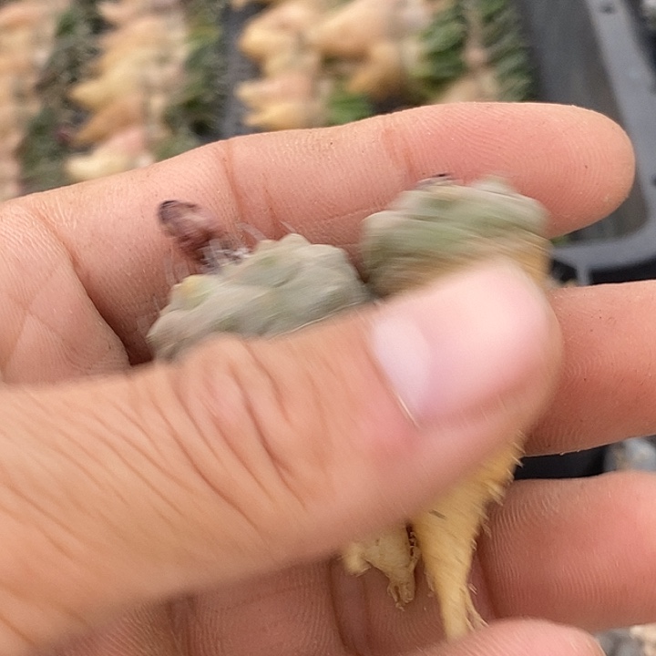 紫肌冬云苗子两个大萝卜根