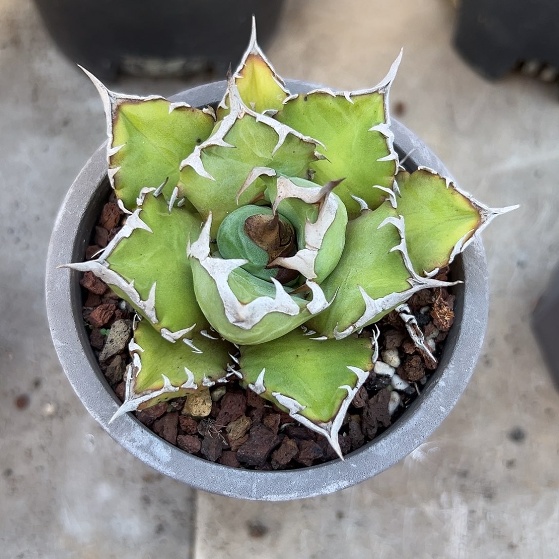 姬仁一物一拍偏远不包邮不退不换