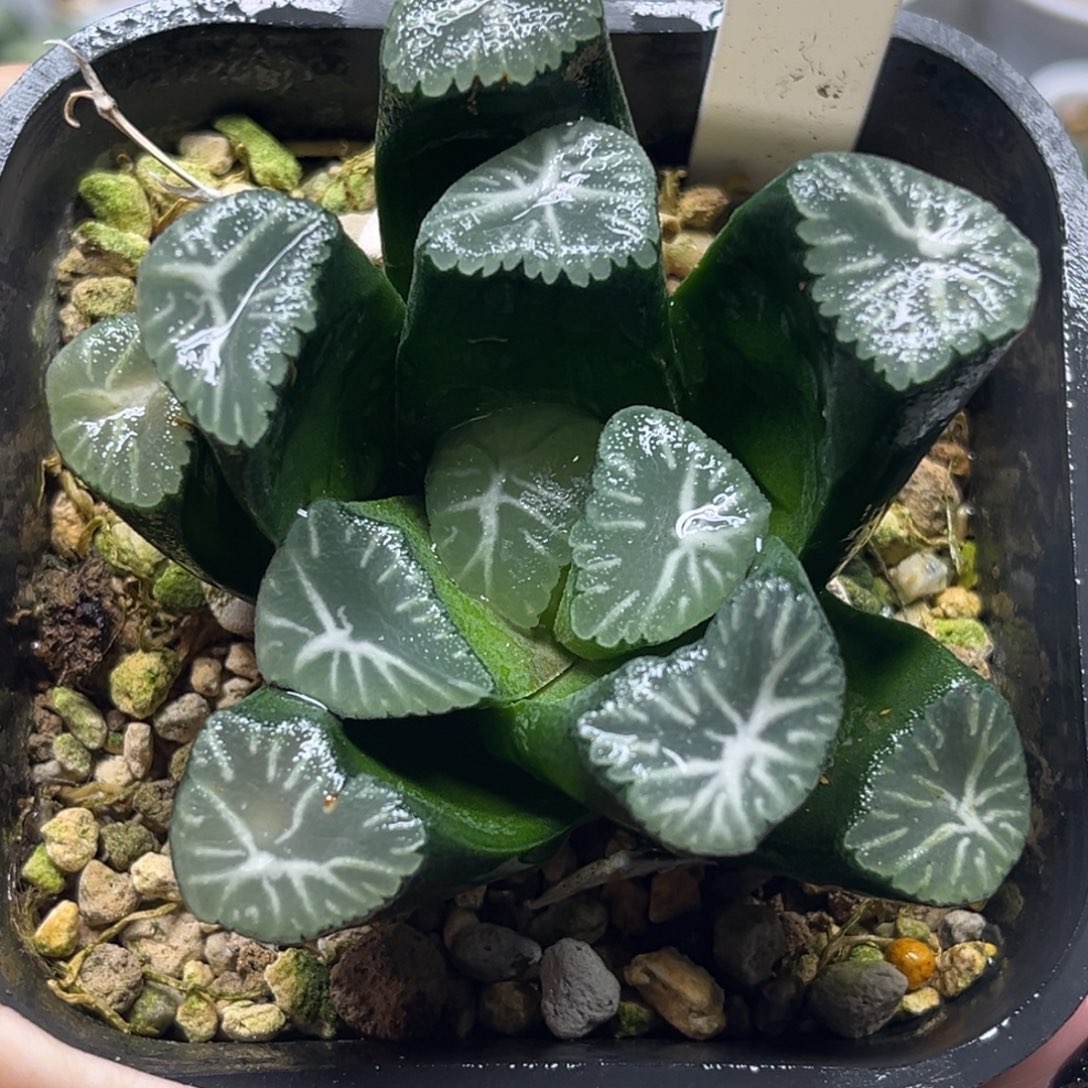 56白鸟万象福利专场