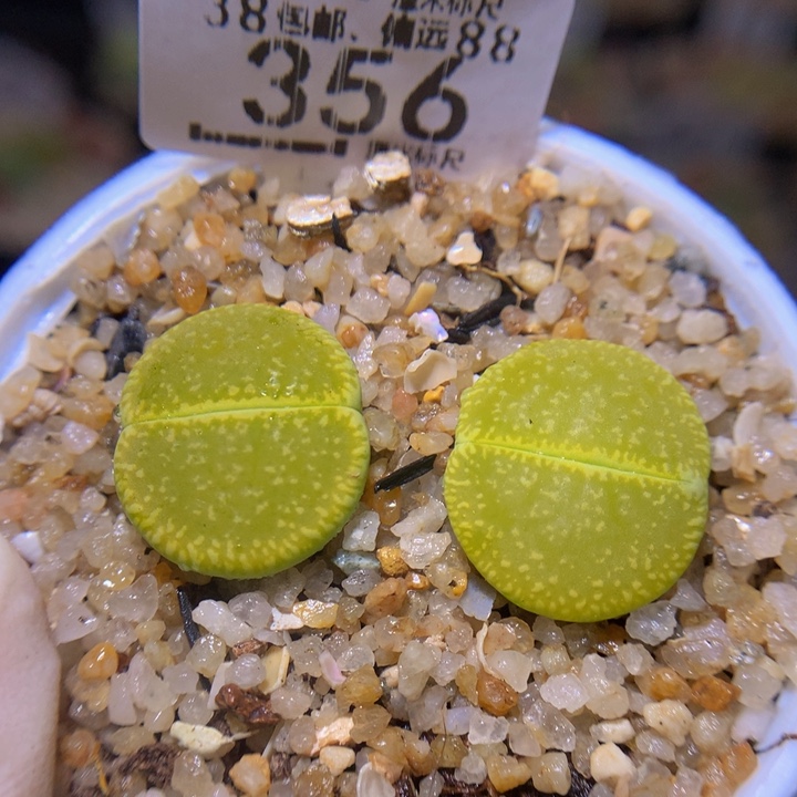 Sss精品生石花356