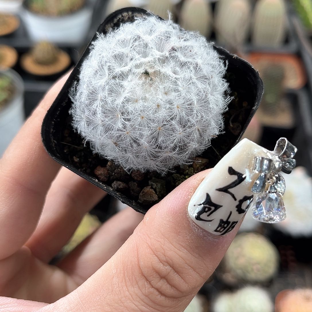 白星单头发货有根有据