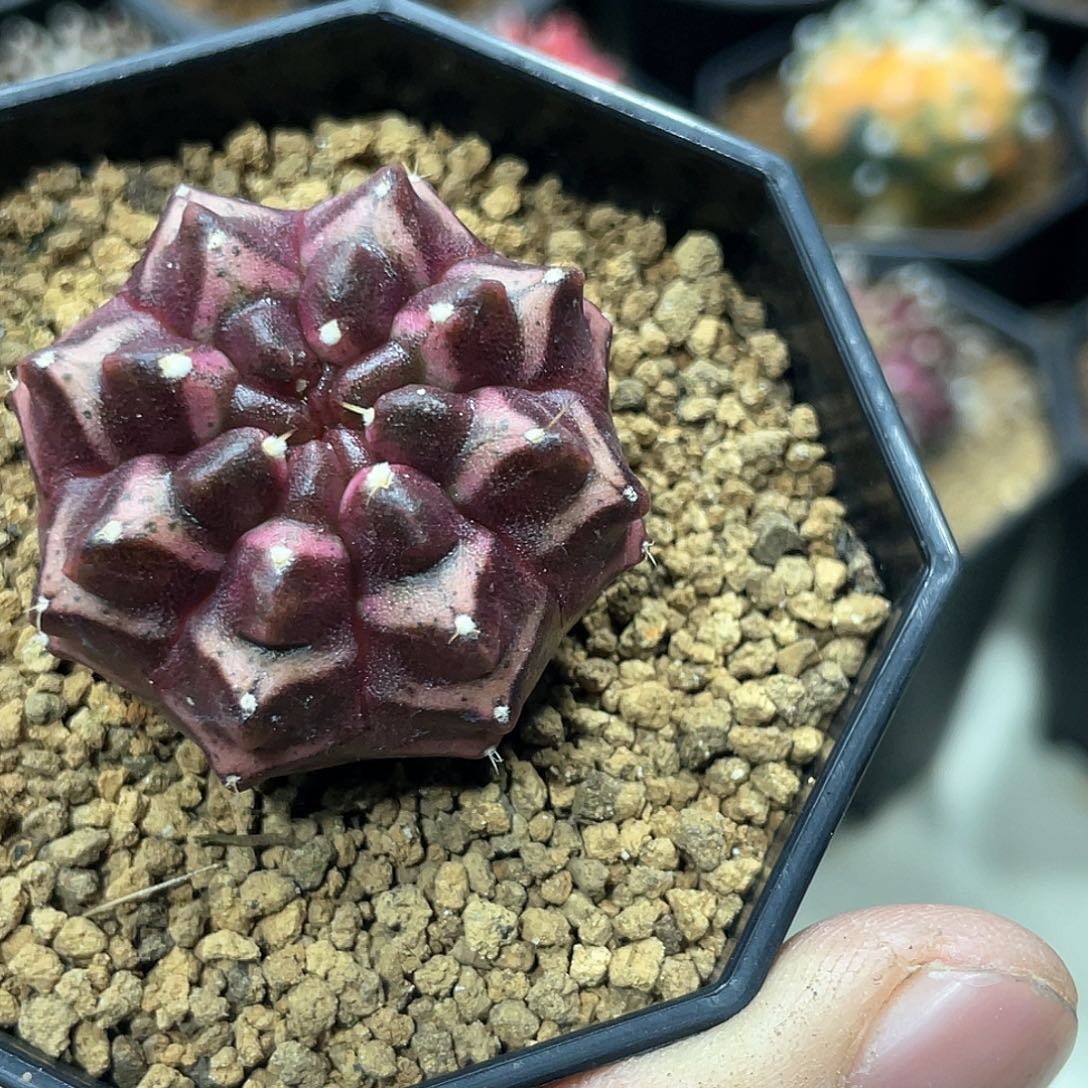 泰系实生根，梦想