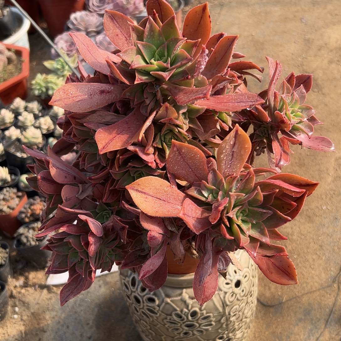 多肉植物重赞曲老庄