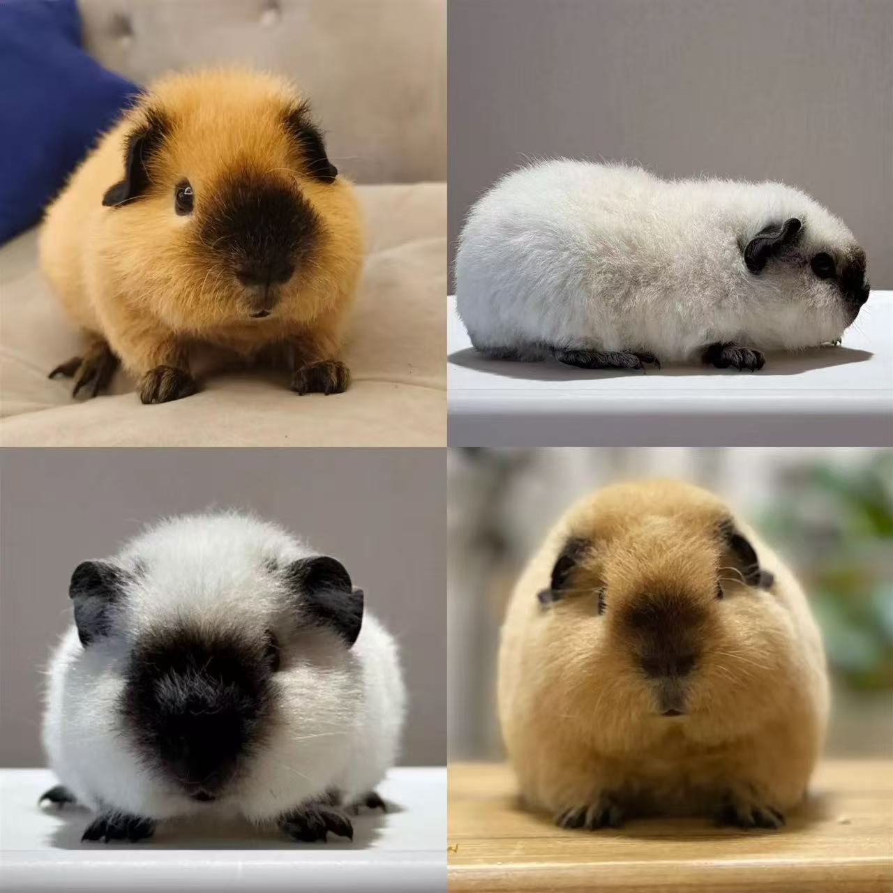 【宠物荷兰猪】【直播挑选】