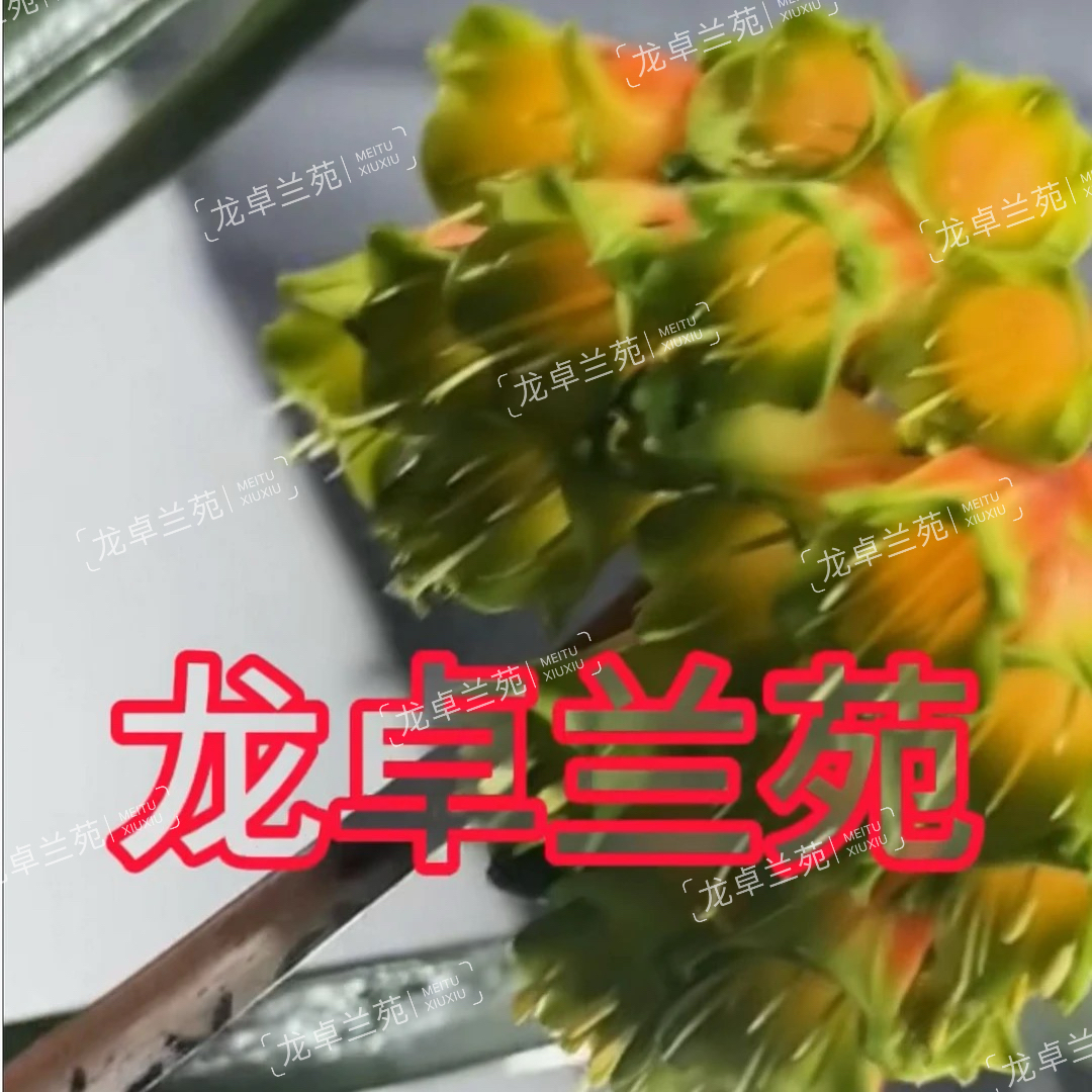 绿色腮红垂花君子兰