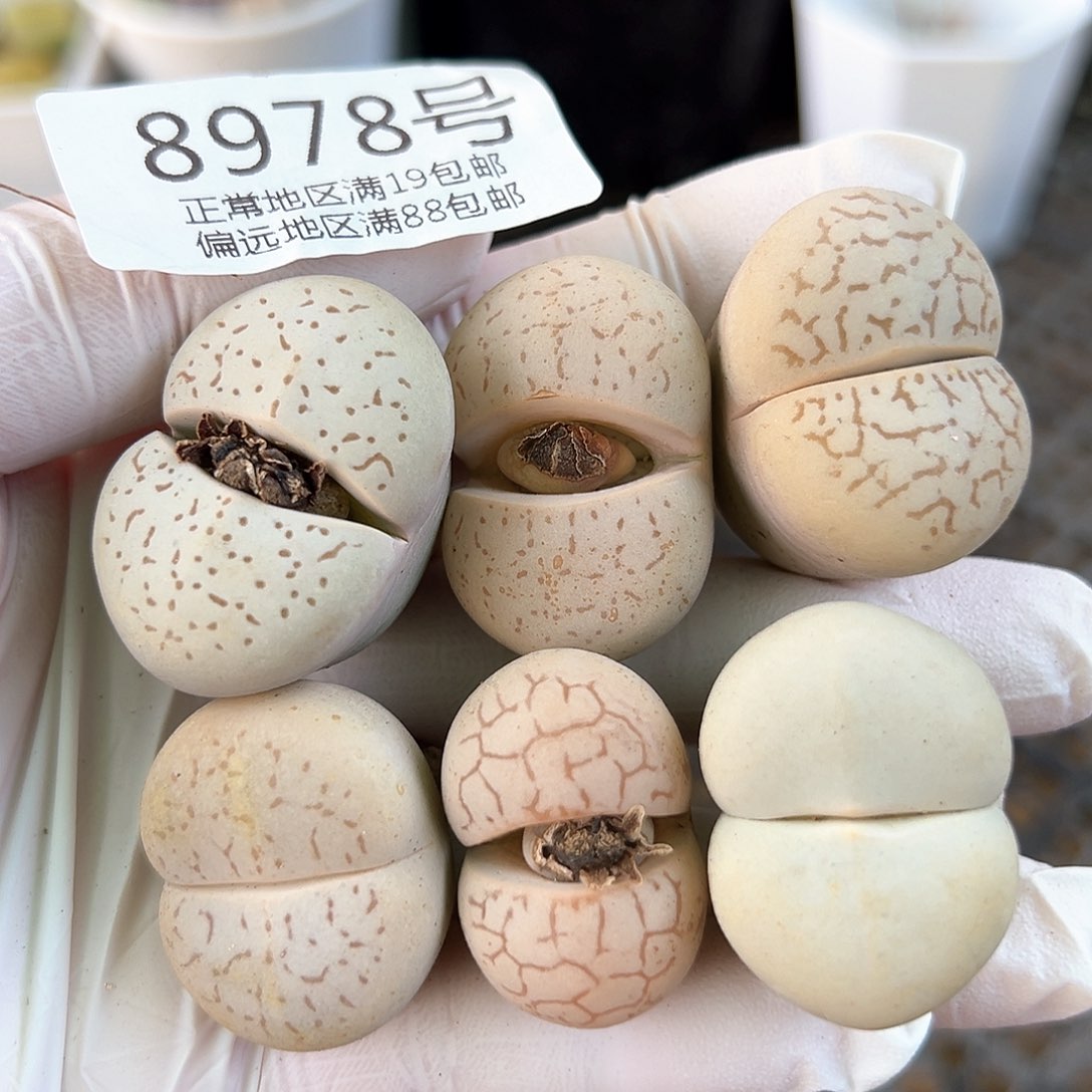 好养易活生石花大母本8978