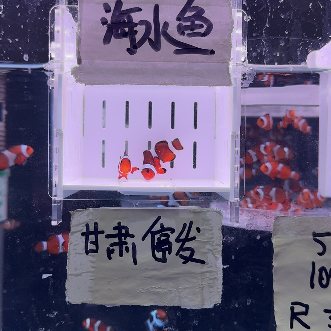 海水鱼4+精品黑边公子一对