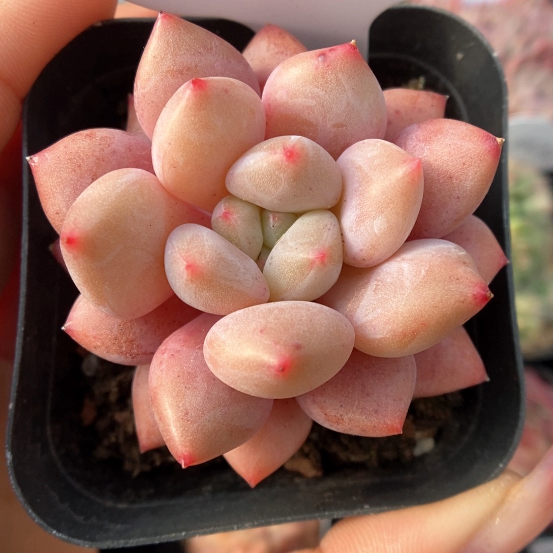 车厘子可拍503号。 