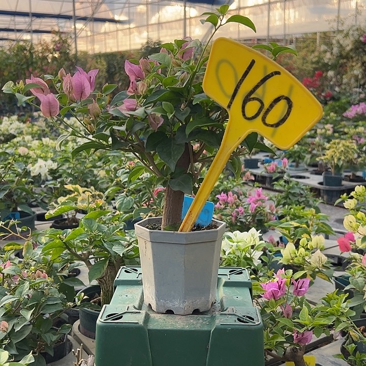 当前无花栽培后可以开花巴西紫 大宝160