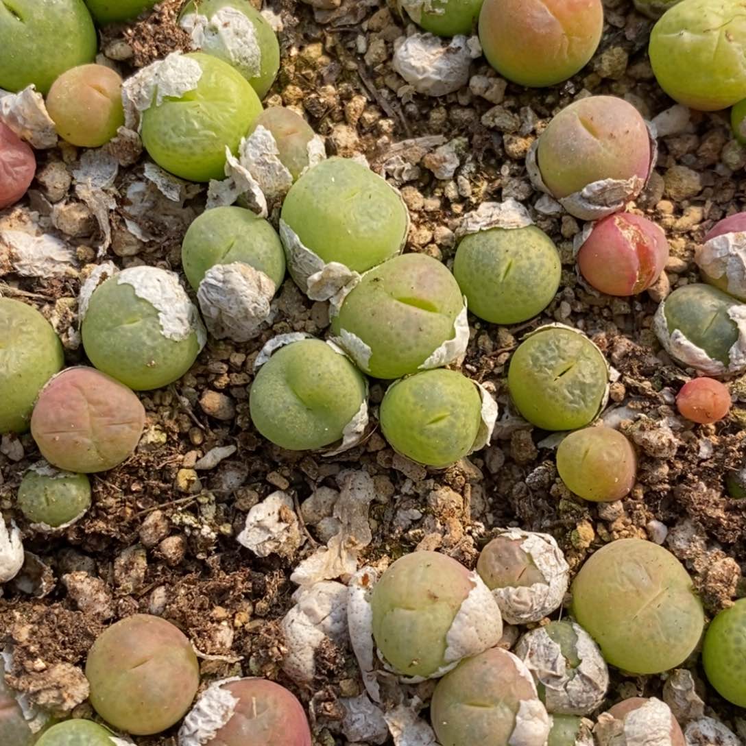 翠星一颗翠星一颗