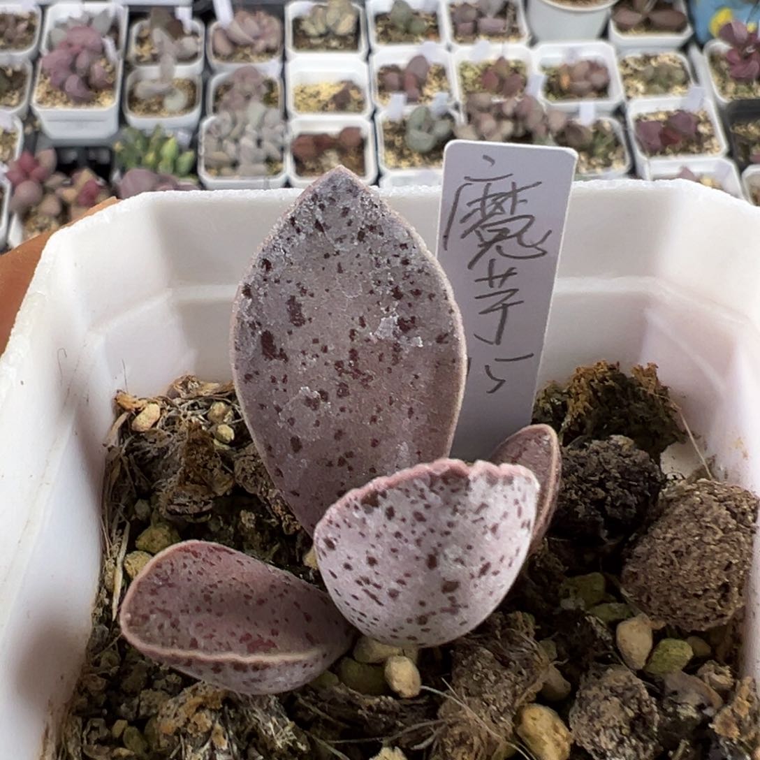 魔芋多肉植物水泡