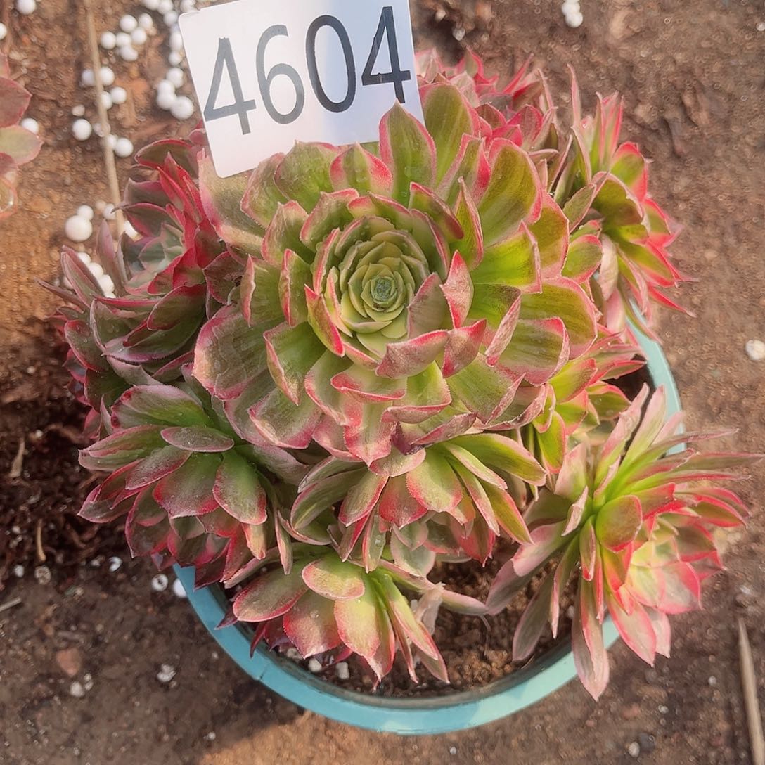 4604海仙多肉植物