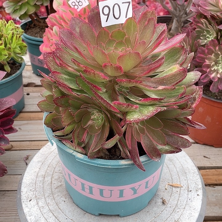 907嫩桩莲花座，冠幅20